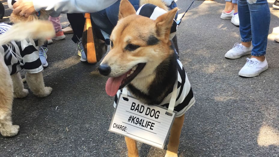 Halloween Hilarity: How Many Pet Parents Get Fido in Costume?